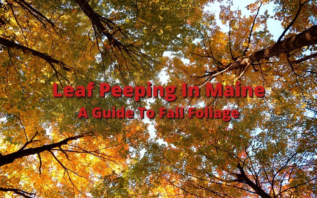 Want to see beautiful fall foliage in Maine? Our guide provides peak times and the best places to go leaf peeping in Maine.