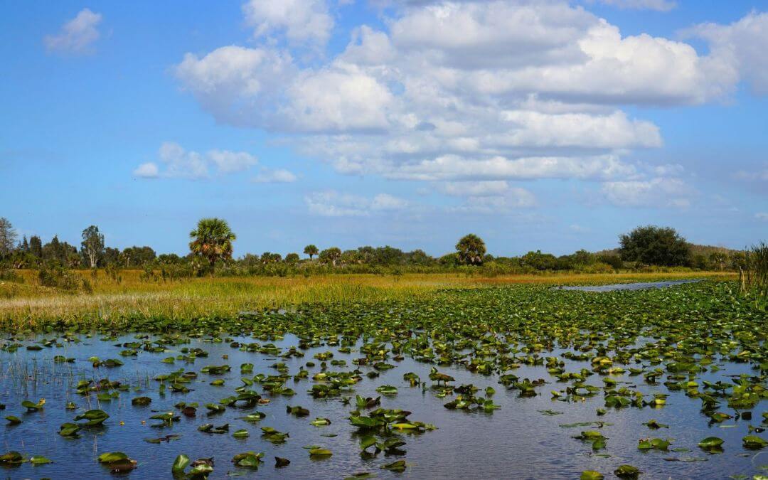 Exploring the Everglades! Ready for an adventure in South Florida? We offer top activities and tips to ensure you make the most of your trip.