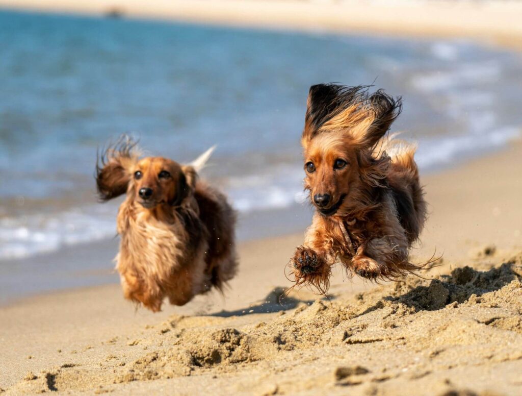 two dogs running along the beach