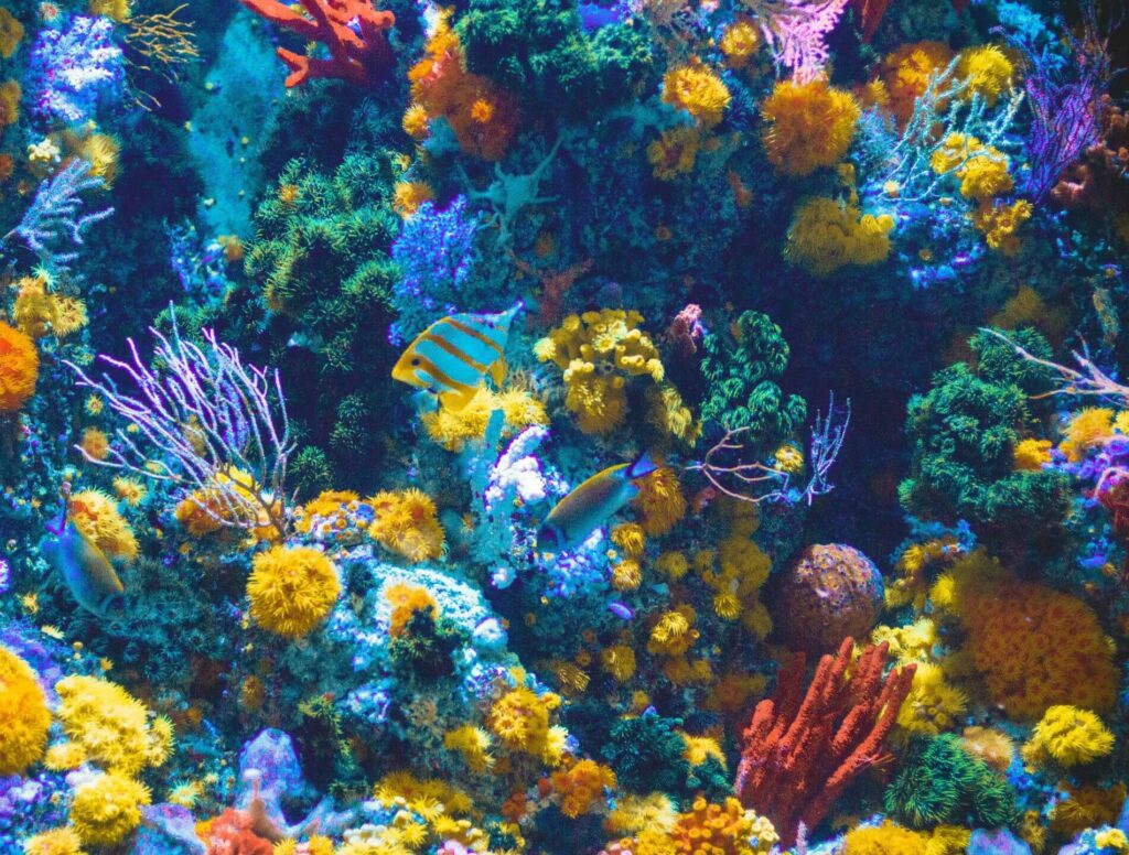 colorful coral reef and fish