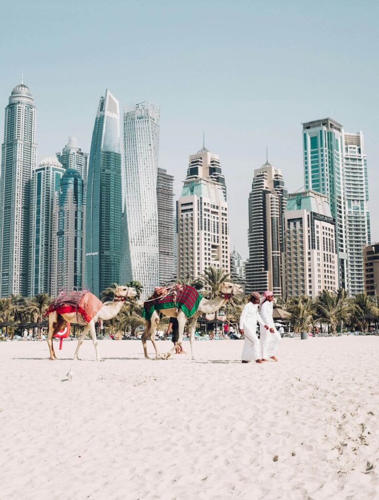 Men walking with camels, with skyscrapers in the background