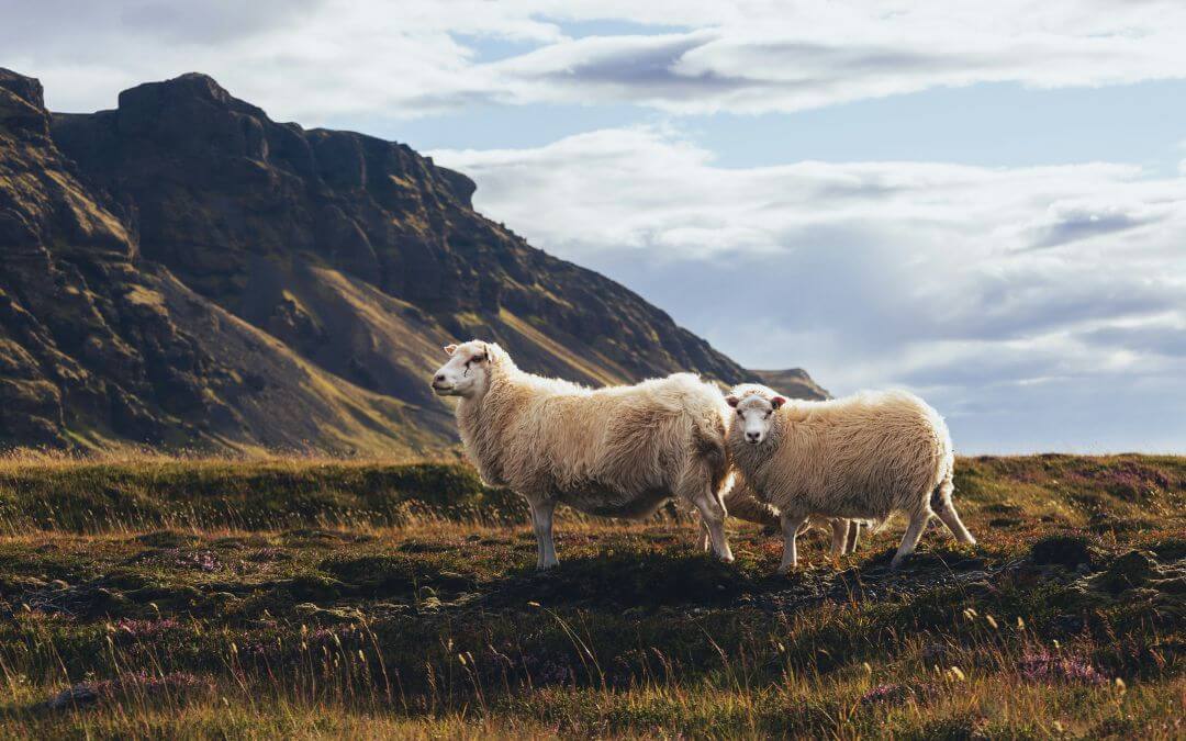 Iceland South Coast Itinerary - We have the perfect five day itinerary for you with stops at beaches, waterfalls, and much more!