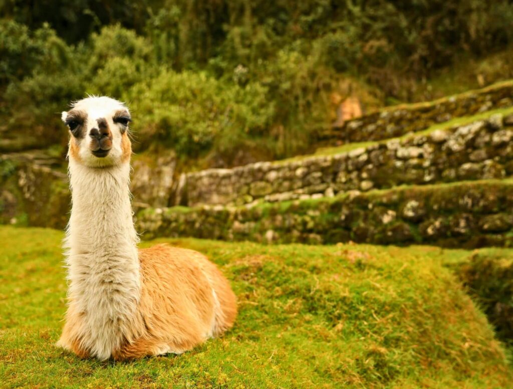 Llama sitting with stone wall in the background