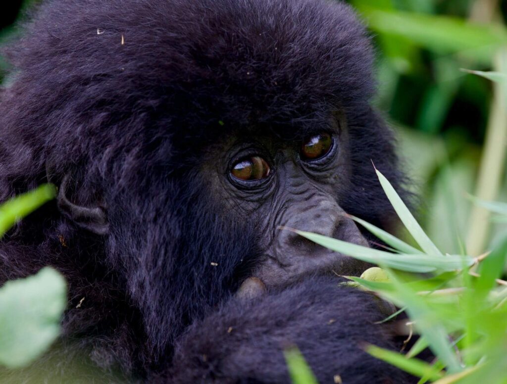 baby gorilla in Rwanda