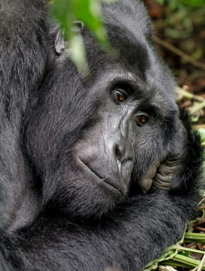 resting gorilla in Rwanda