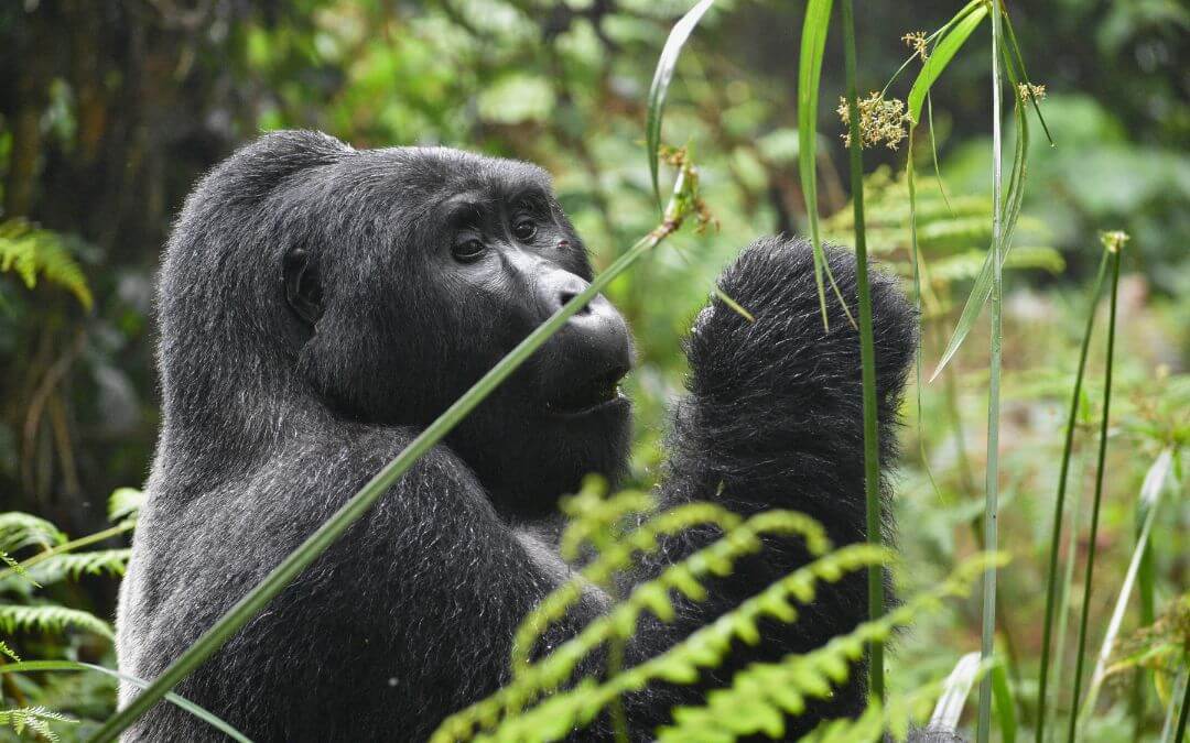 Mountain gorilla trekking in Rwanda is an experience like no other. Here are 10 tips to ensure you have the best and most memorable time.