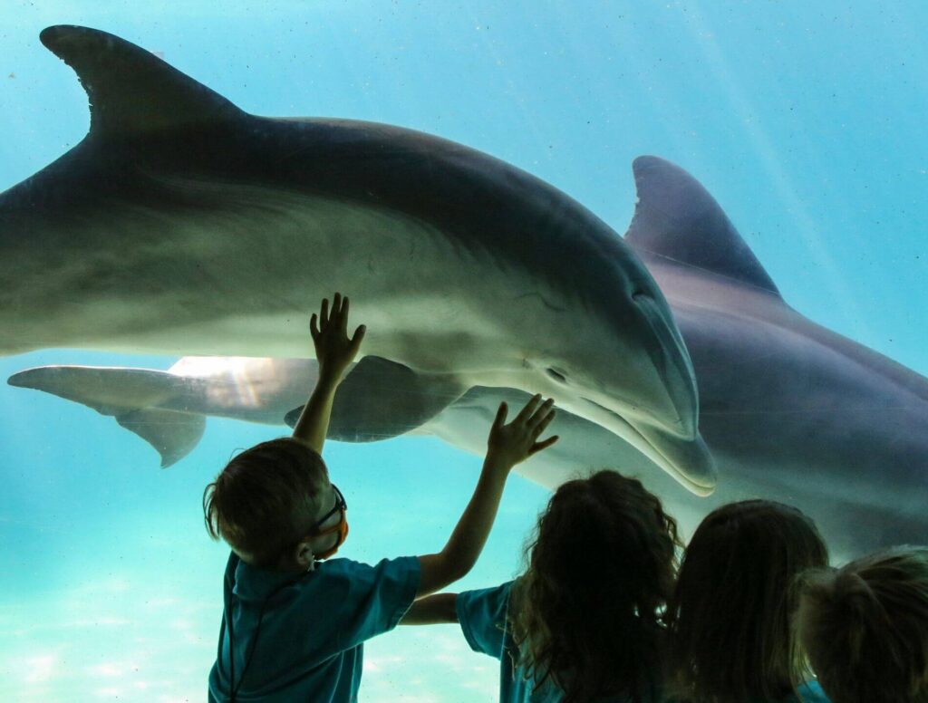 kids looking at dolphins