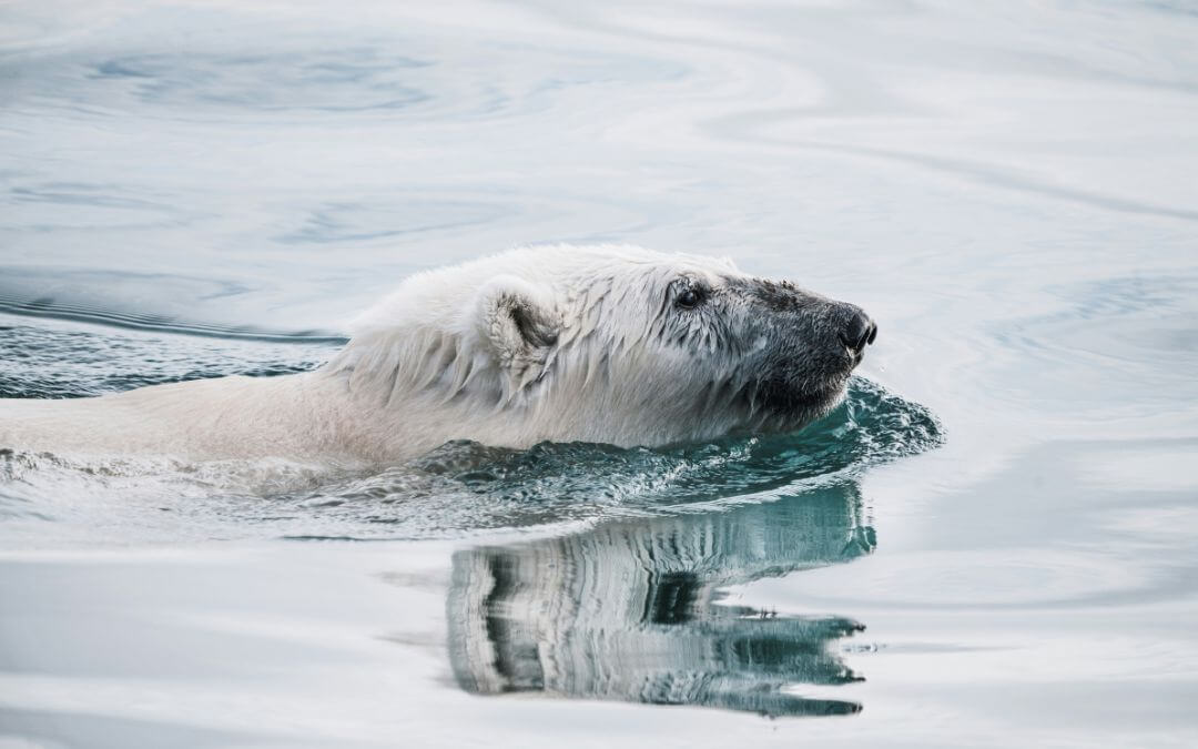 Arctic expedition cruises are amazing, especially if you want to take once in a lifetime photos. Not all cruises are equal, though.